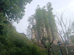 山林间的葱郁植被景观