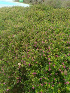繁茂的绿色植物景观