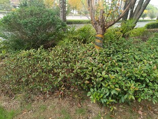 绿意盎然的园林植物景观