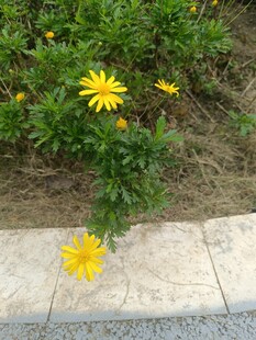 路边绽放的黄色小花