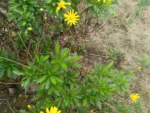 黄色小花绽放于绿叶间