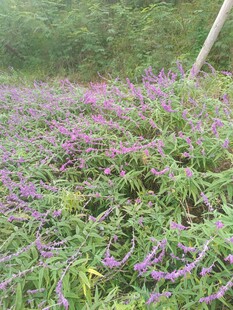 紫色野花盛开的繁茂草地