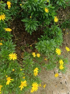 黄色小花绽放于绿丛中