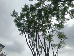 天空下的挺拔绿树