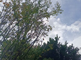 蓝天白云下的葱郁树木