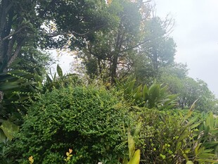 茂密丛林绿意盎然