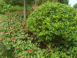 绿意盎然的园林植物景观