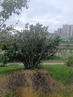 公园中的繁茂树木景观