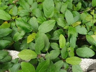 翠绿叶片簇拥的生机景象