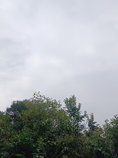 阴天中的茂密树林