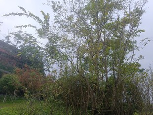 野外葱郁树木景观