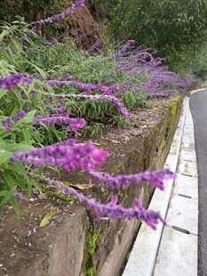 路边紫色花卉绽放美景