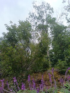繁茂绿植间的紫色花卉