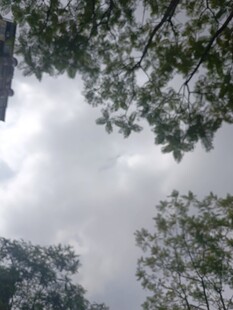 仰视天空中的繁茂树木