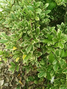 绿叶繁茂的灌木丛