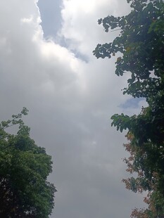 天空下的绿树与云朵