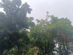 茂密树林中的绿意景象