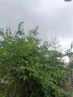 阴天里的繁茂绿植