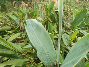 翠绿植物叶片特写