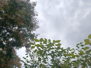 仰视绿树与天空