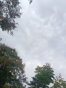 阴天树林上空云层景象