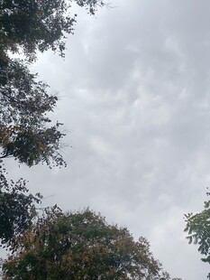 阴天时的树梢景象