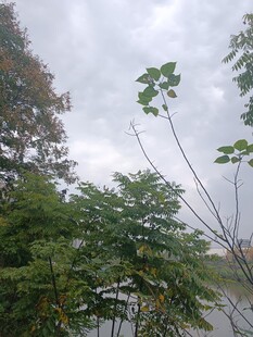 雨中繁茂的树林与植物