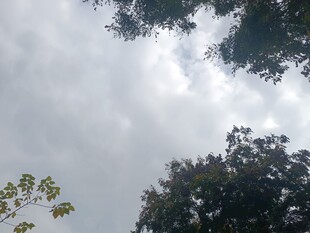 仰视天空下的繁茂树木