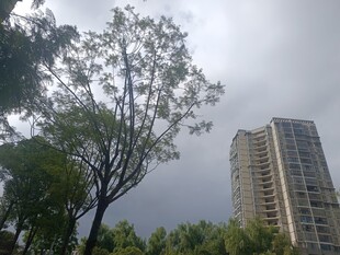 城市中树木与高楼景观