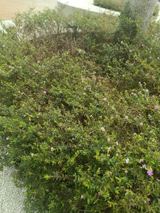 茂盛的绿色灌木丛