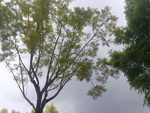 天空下的挺拔绿树