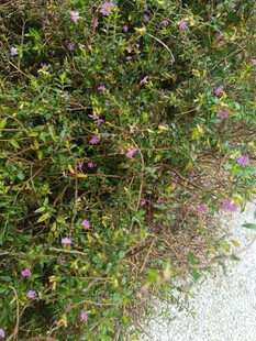 繁茂绿植中的紫色小花