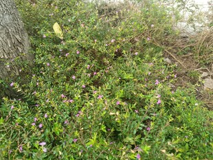 野外繁茂的绿色植物景观