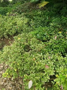 绿意盎然的植物景观