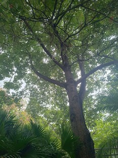仰视繁茂大树
