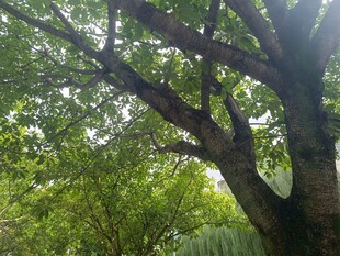 阳光透过繁茂大树枝叶