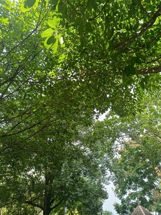 夏日林间繁茂绿意景象