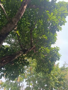 仰视繁茂绿树景观