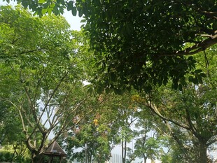 仰视葱郁树林景观