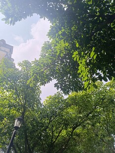 绿树蓝天间的清新景致