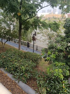 公园中漫步的行人与绿植