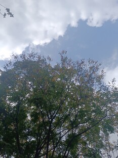 蓝天绿树间的自然景致