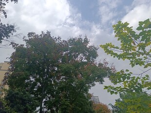 绿树蓝天的自然景致