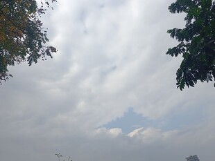 天空中飘浮的云朵与树叶