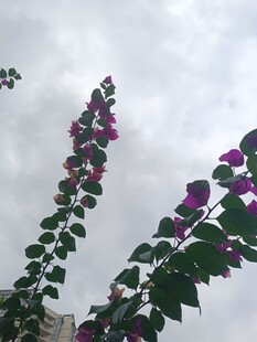 攀援绽放的紫色三角梅