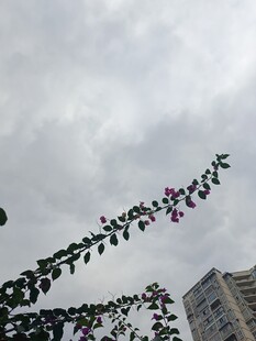 枝头繁花映灰白天空
