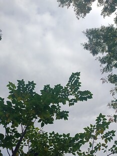 仰视绿树与多云天空