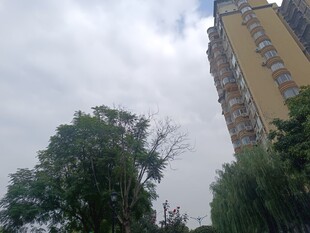 高楼旁的绿树与天空