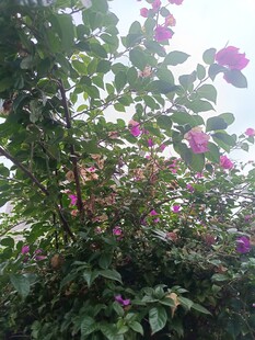 盛开的紫色花卉植物