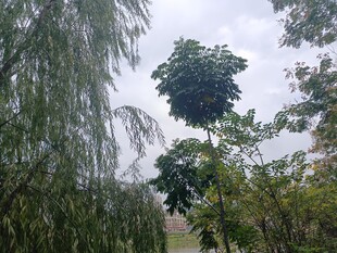 林间葱郁树木景色